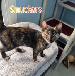 Smuckers image 1
