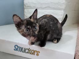 Smuckers image 2