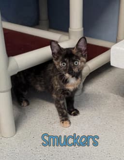 Smuckers image 3
