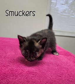 Smuckers image 4