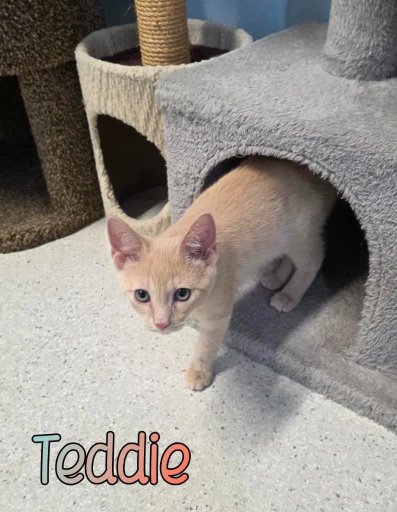 Teddie - Domestic Short Hair