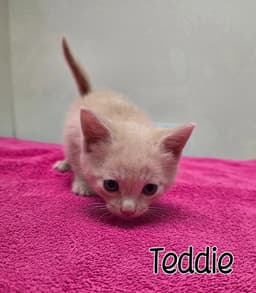 Teddie image 2