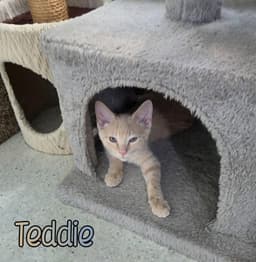 Teddie image 3