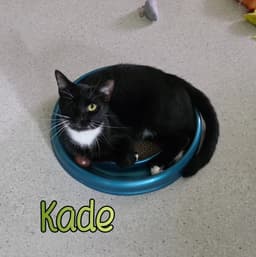 Kade image 1
