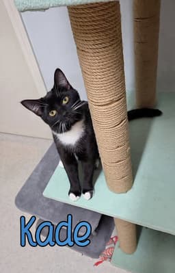 Kade image 2