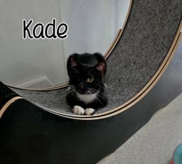 Kade image 3