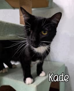 Kade image 4