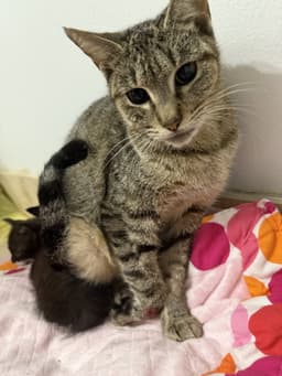 Tabi Tri Pod Tabby Girl image 1