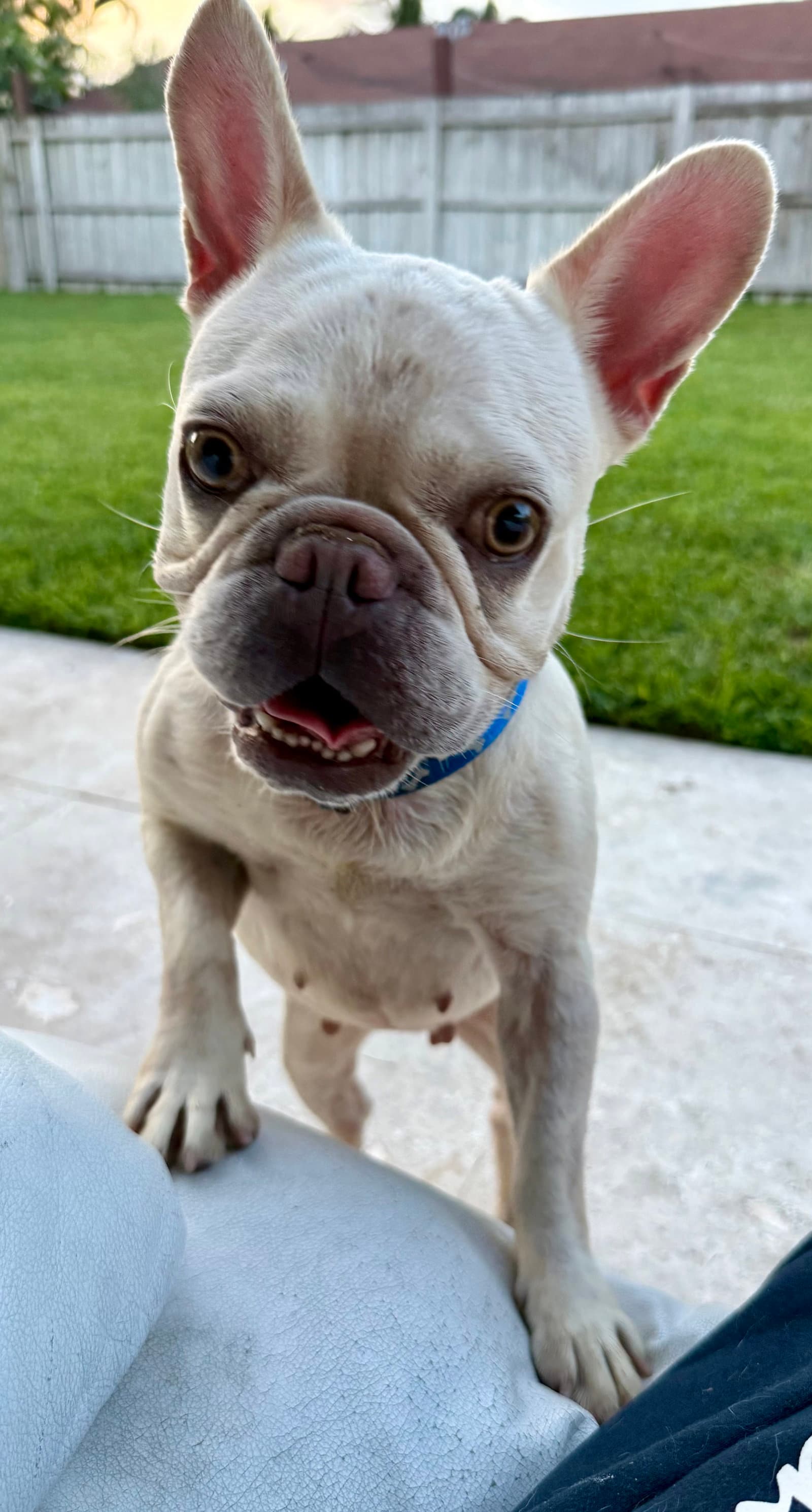 Purebred Female French Bulldog Storm - French Bulldog