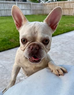Purebred Female French Bulldog Storm image 2
