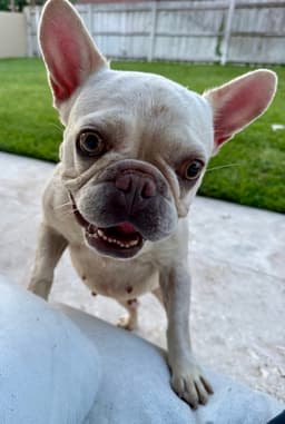 Purebred Female French Bulldog Storm image 3