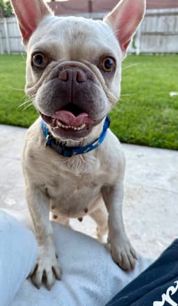 Purebred Female French Bulldog Storm image 4