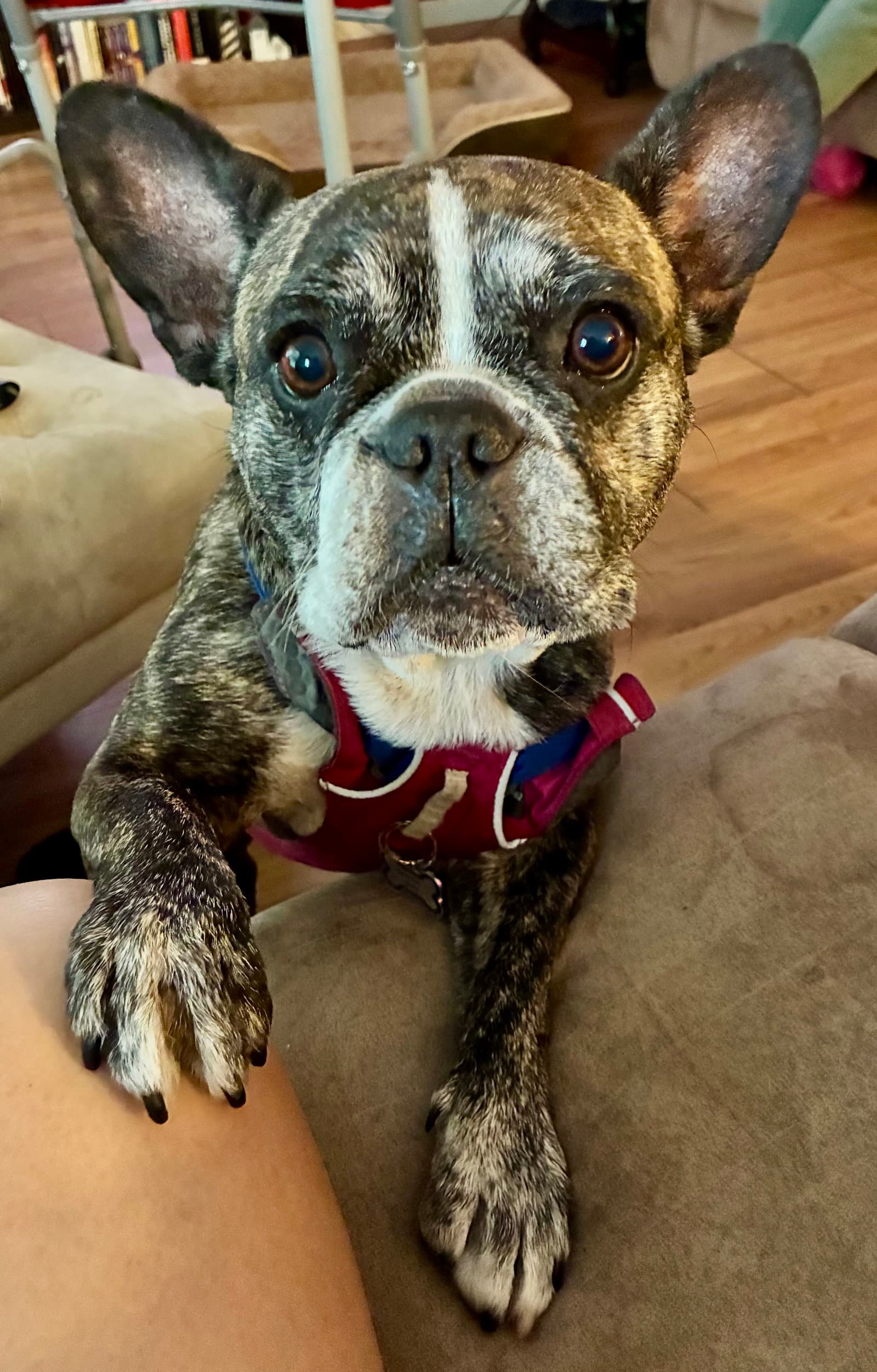 Purebred French Bulldog Dolly