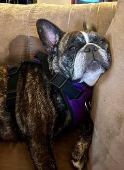 Purebred French Bulldog Dolly image 2