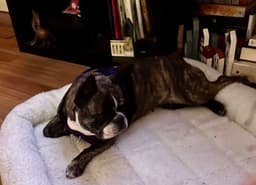 Purebred French Bulldog Dolly image 3