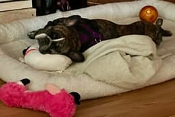 Purebred French Bulldog Dolly image 4