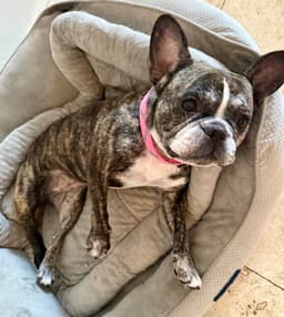 Purebred French Bulldog Dolly image 3