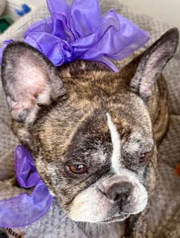 Purebred French Bulldog Dolly image 4