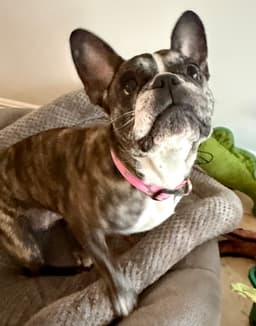 Purebred French Bulldog Dolly image 2