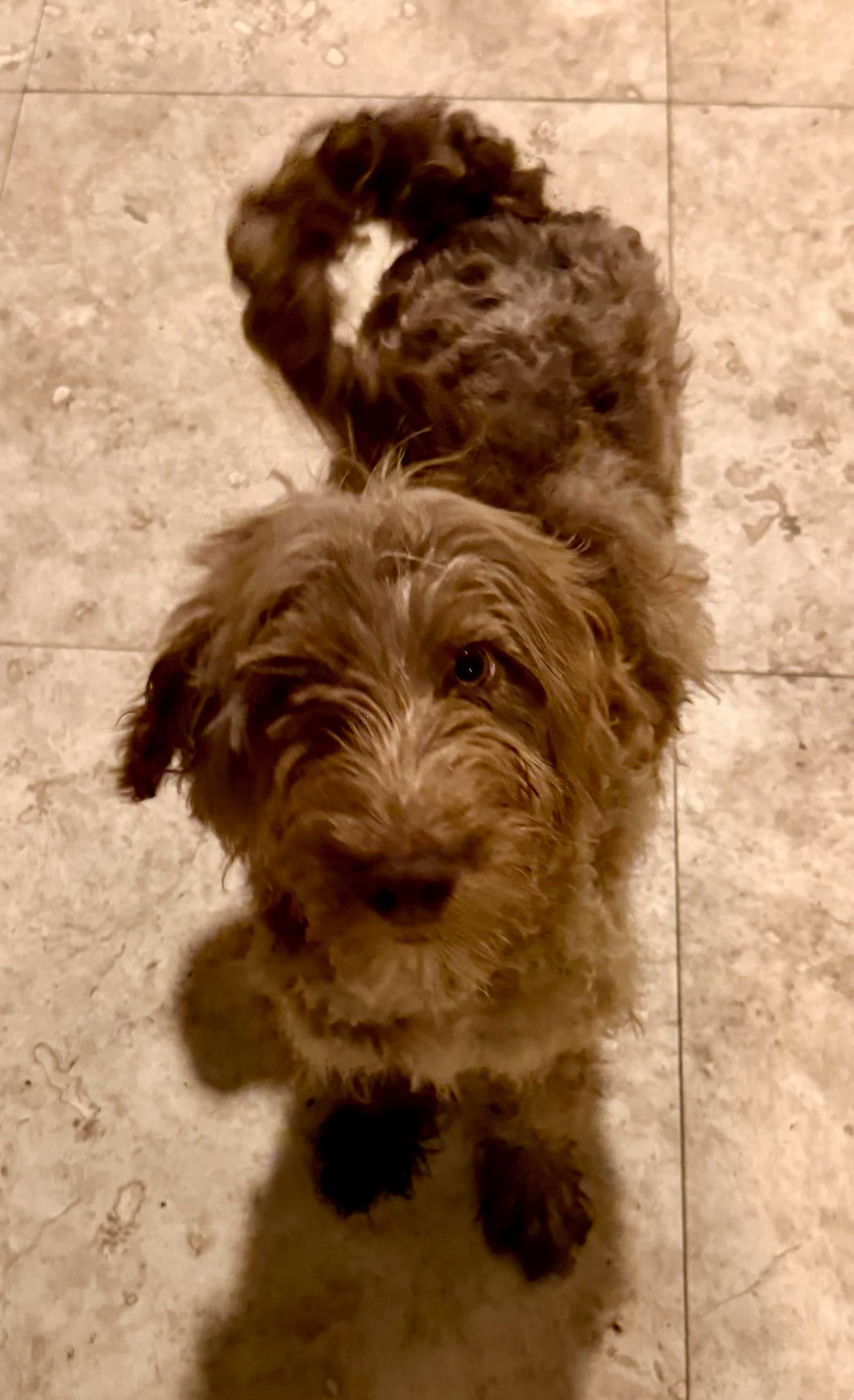 Hypoallergenic Labradoodle Puppy Boy Bisc - Labrador Retriever