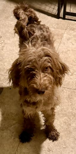 Hypoallergenic Labradoodle Puppy Boy Bisc image 2
