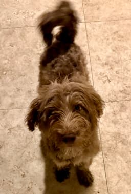 Hypoallergenic Labradoodle Puppy Boy Bisc image 3