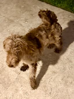 Hypoallergenic Labradoodle Puppy Boy Bisc image 4