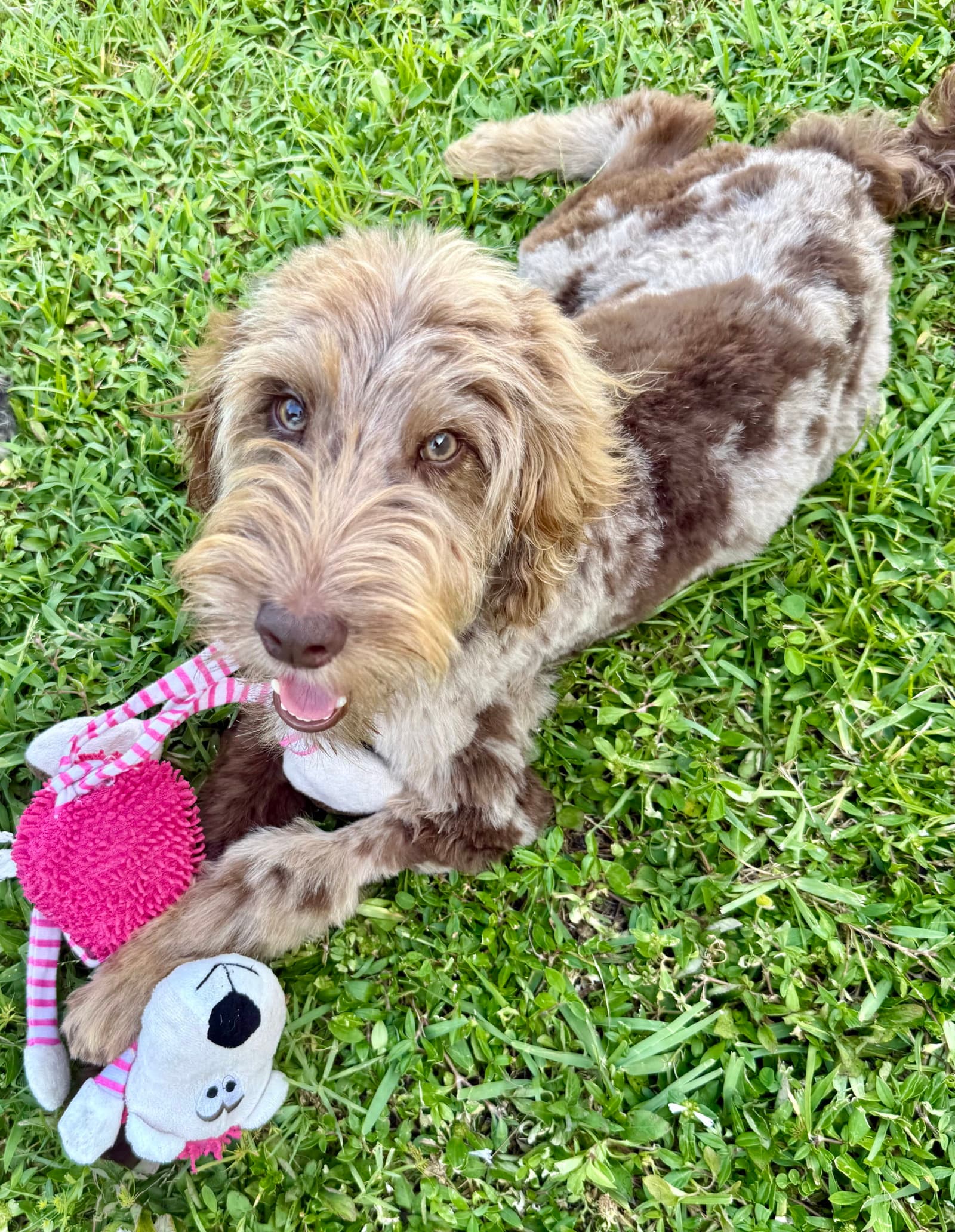 Hypoallergenic Labradoodle Puppy Boy Bisc - Labrador Retriever