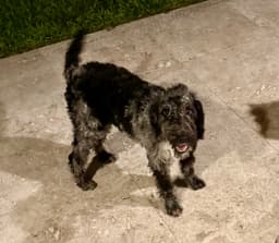 Hypoallergenic Labradoodle Puppy Girl Magi image 1