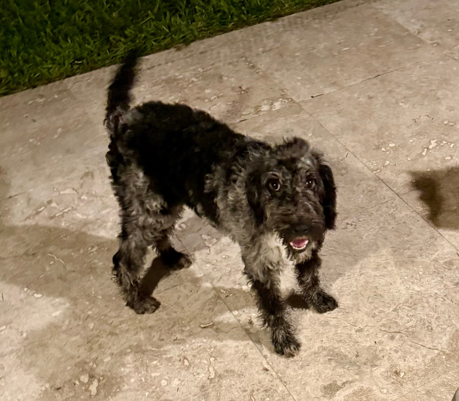 Hypoallergenic Labradoodle Puppy Girl Magi - Labrador Retriever