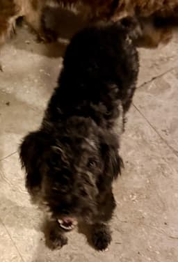 Hypoallergenic Labradoodle Puppy Girl Magi image 2