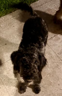 Hypoallergenic Labradoodle Puppy Girl Magi image 3