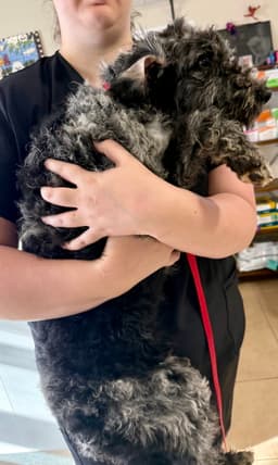 Hypoallergenic Labradoodle Puppy Girl Magi image 4