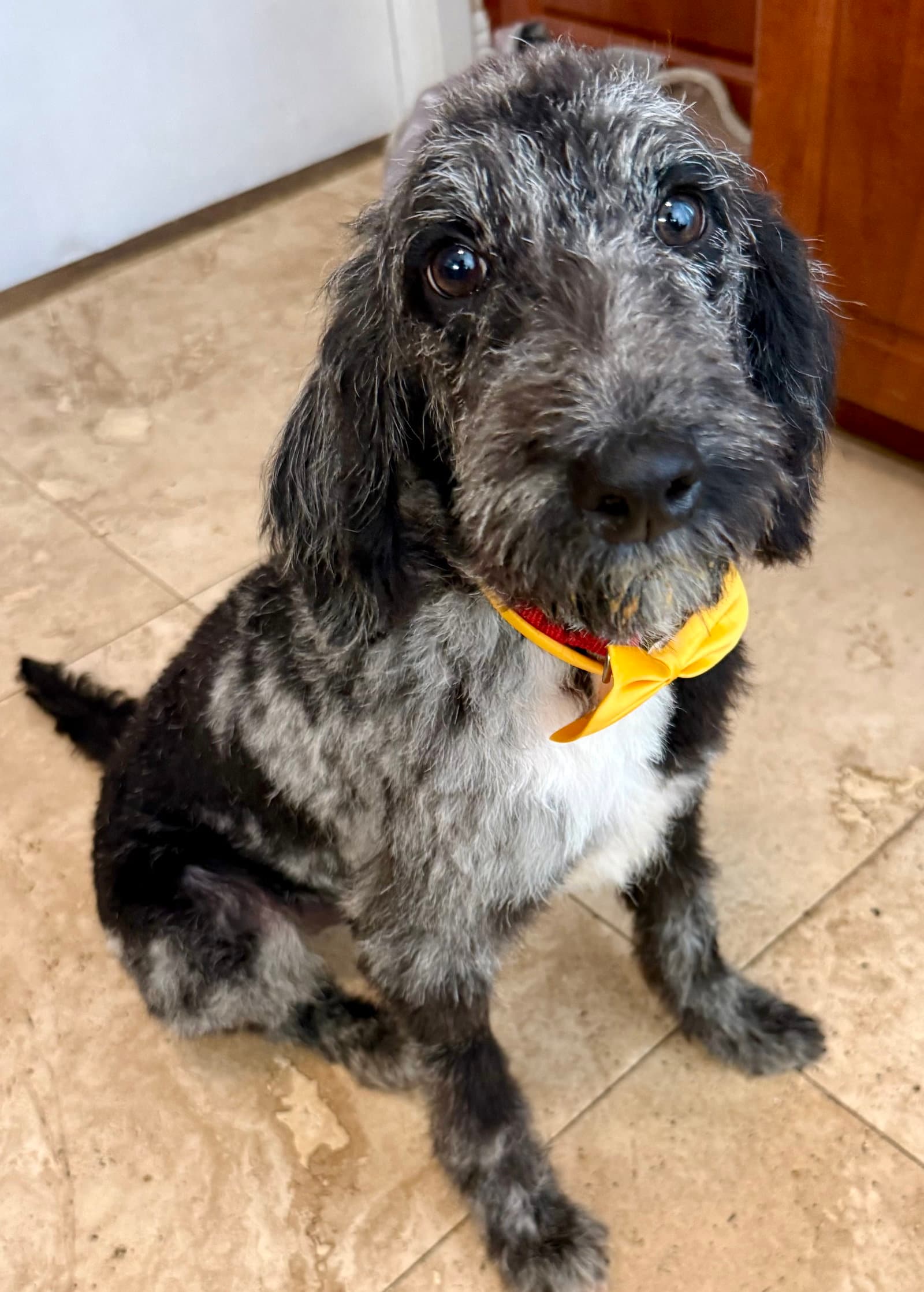 Hypoallergenic Labradoodle Puppy Girl Magi - Labrador Retriever