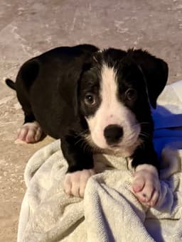 Puppy Cream Boy Tuxedo image 1