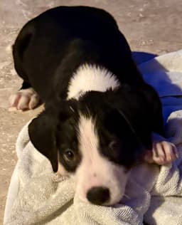 Puppy Cream Boy Tuxedo image 2