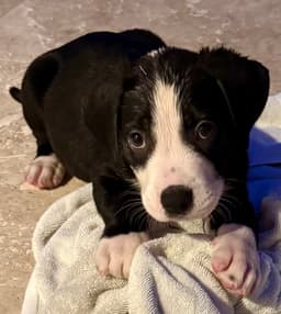 Puppy Cream Boy Tuxedo image 3