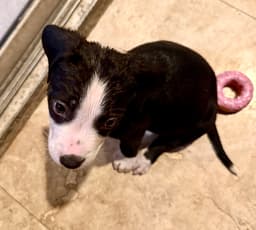 Puppy Cream Boy Tuxedo image 4