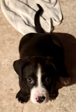 Puppy Cookie Girl Tuxedo image 1