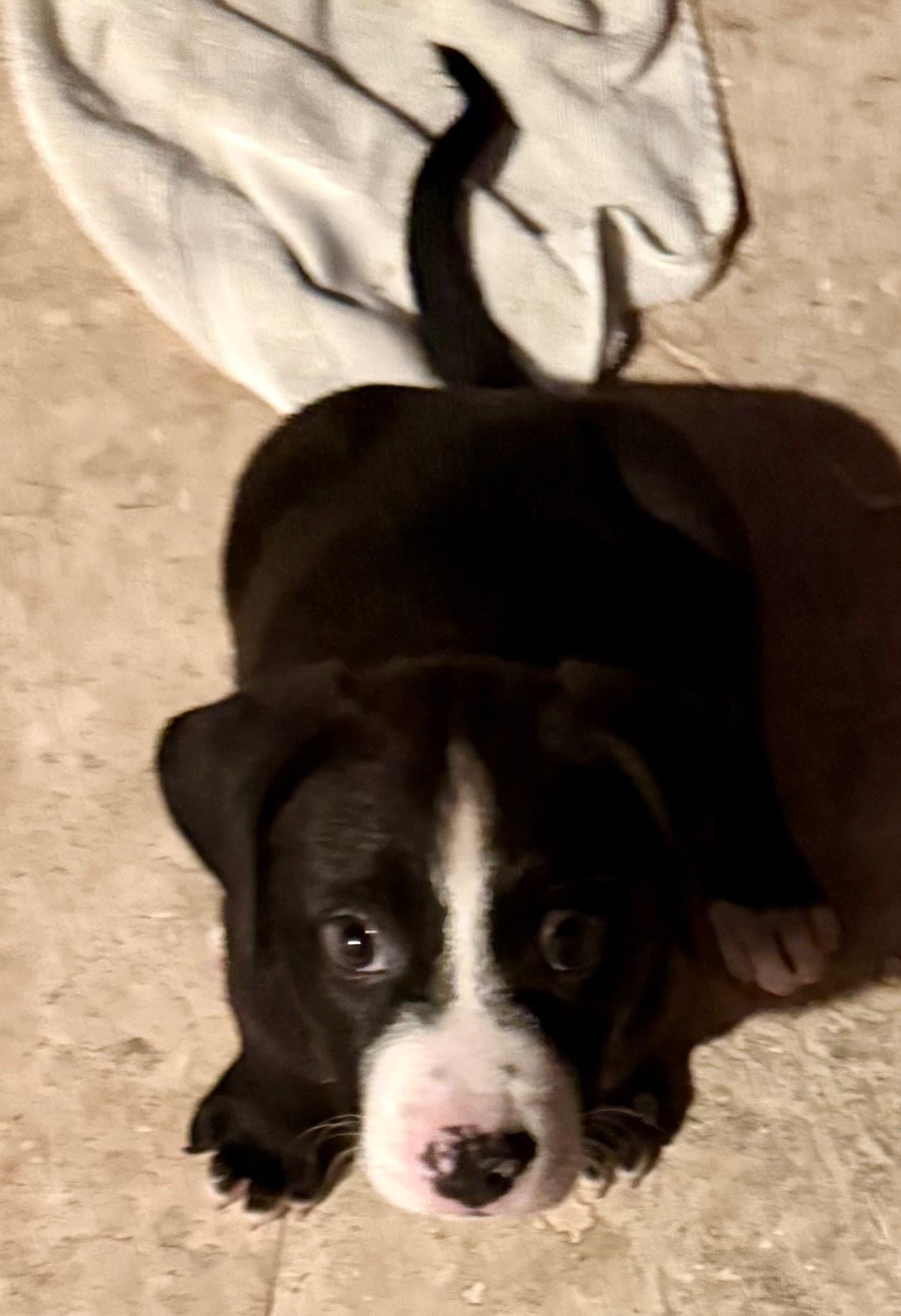 Puppy Cookie Girl Tuxedo - Labrador Retriever