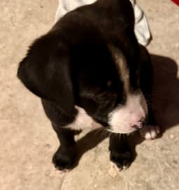Puppy Cookie Girl Tuxedo image 2