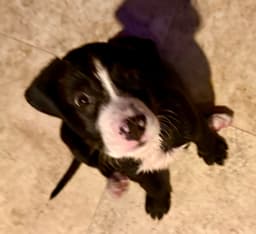 Puppy Cookie Girl Tuxedo image 3
