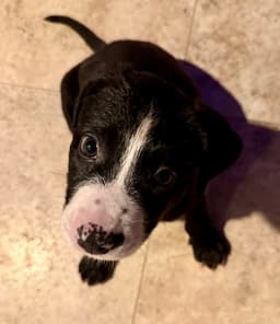 Puppy Cookie Girl Tuxedo image 4