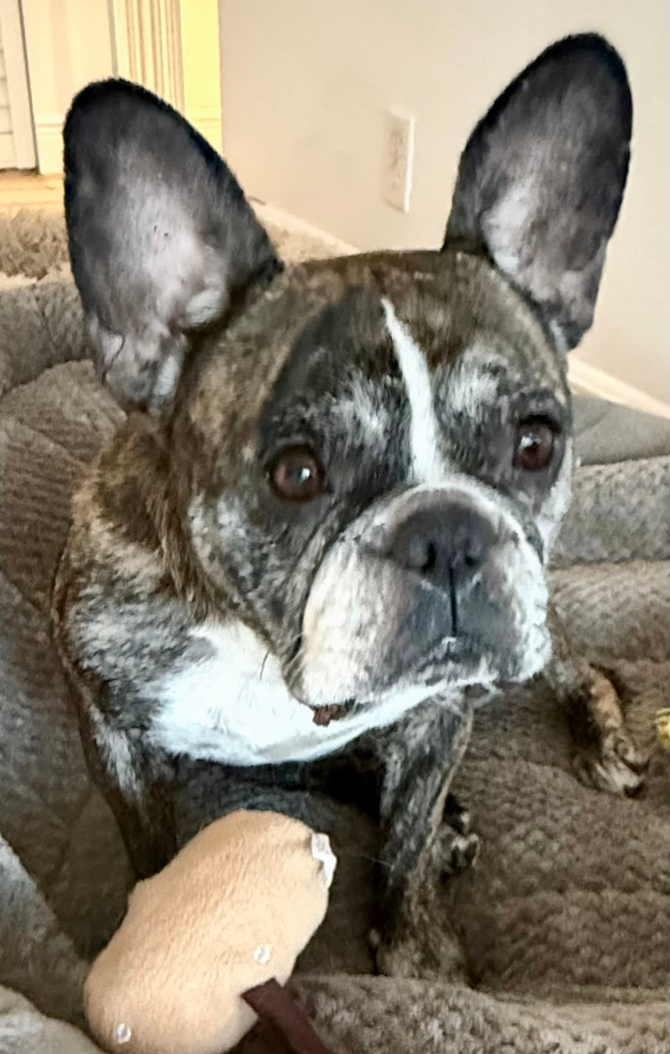 Purebred French Bulldog Dolly Girl