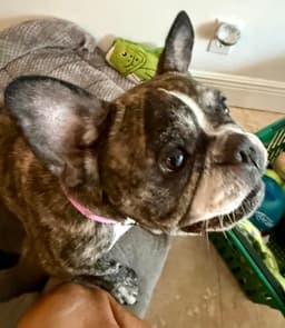 Purebred French Bulldog Dolly Girl image 2