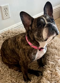 Purebred French Bulldog Dolly Girl image 3