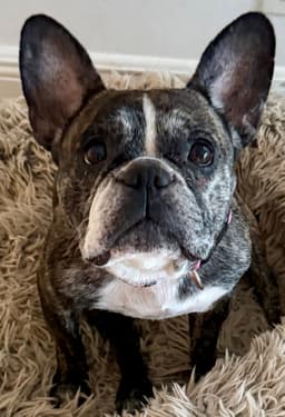 Purebred French Bulldog Dolly Girl image 4