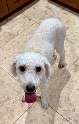 Hypoallergenic Purebred Poodle Pup Jo image 2