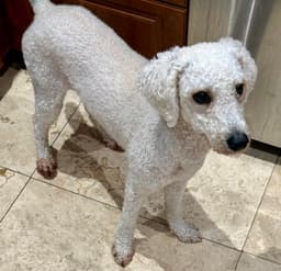 Hypoallergenic Purebred Poodle Pup Jo image 4