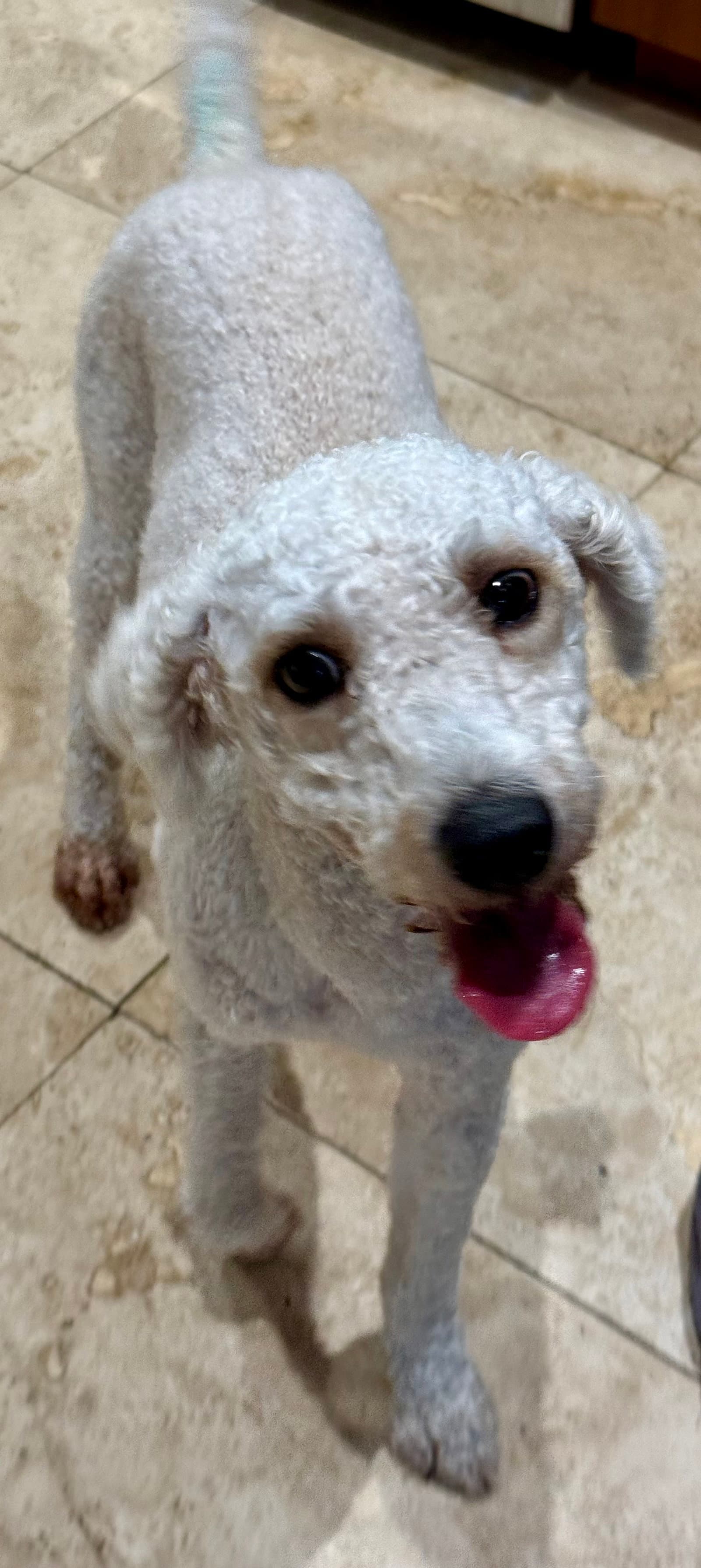 Hypoallergenic Purebred Mini Poodle Pup Jo Boy - Poodle (Miniature)
